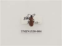 藏品(前角扣頭蟲科)的圖片